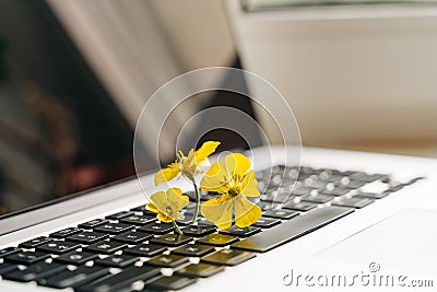 Laptop keyboard with yellow flower growing on it. Green IT computing concept. Carbon efficient technology. Digital Stock Photo