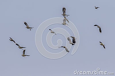 Lapwing Vanellus vanellus Stock Photo