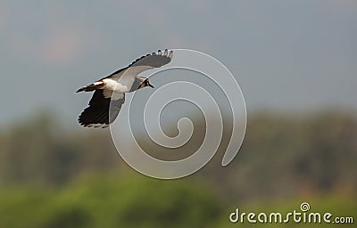 Lapwing in flight Stock Photo