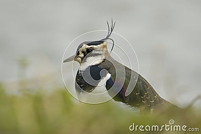 Lapwing - Vanellus vanellus Stock Photo