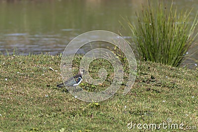 Lapwing Vanellus vanellus Stock Photo