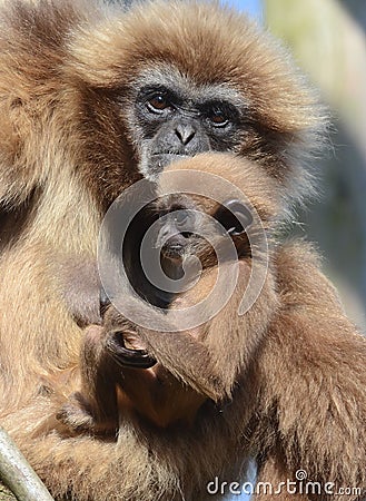 Lar Gibbon with baby Stock Photo