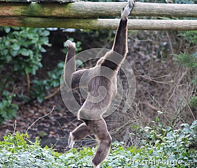 Lar gibbon climbing Stock Photo