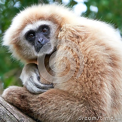 Lar gibbon (Hylobates lar) Stock Photo