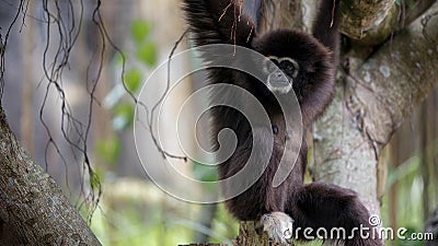 Lar Gibbon is resting on tree branches at the forest. Wild Hylobates Lar Stock Photo