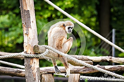 Lar gibbon Stock Photo
