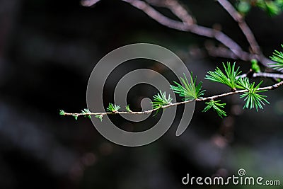 Young larch arm with fresh needles Stock Photo