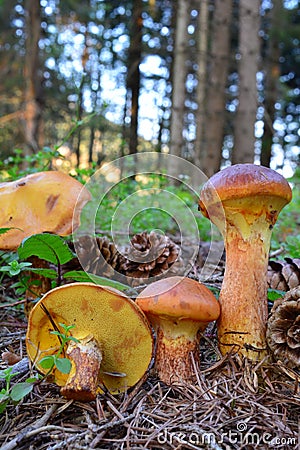 Larch Bolete mushrooms in the forest Stock Photo