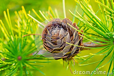 Larch cone closeup Stock Photo