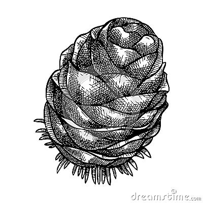 Larch cone vector illustration. Hand-sketched conifer tree drawing. Winter tree cone sketch. Perfect for Christmas cards, Vector Illustration