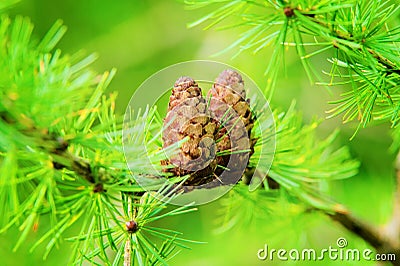 Larch cones. European larch Larix decidua Mill branches with seed cones and foliage on larch tree growing in forest. Stock Photo