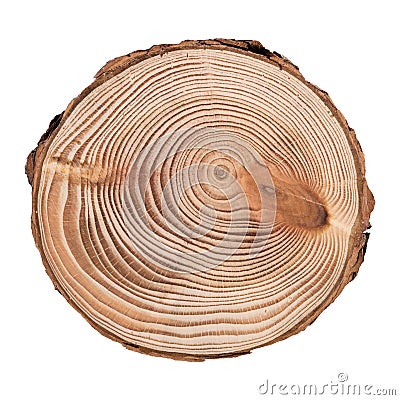 Larch cross section of tree trunk showing rings isolated on white background. Stock Photo