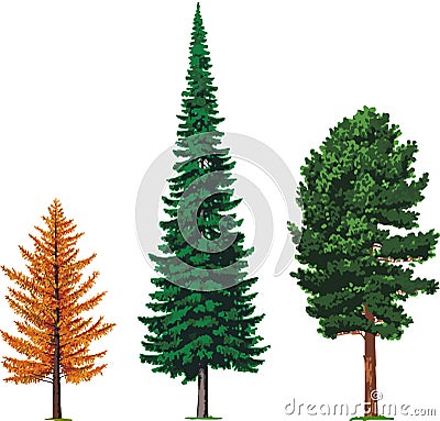 Larch, fir and cedar trees. Vector Cartoon Illustration