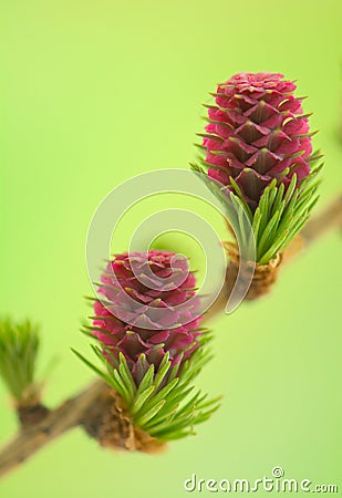 Larch flower Stock Photo