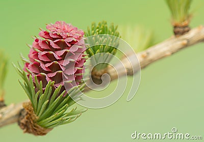 Larch flower Stock Photo