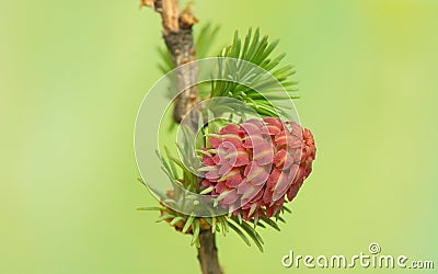 Larch flower Stock Photo