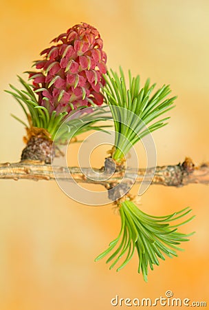 Larch flower Stock Photo