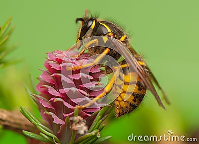 Larch flower and wasp Stock Photo