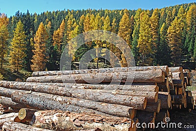 Larch forest Stock Photo