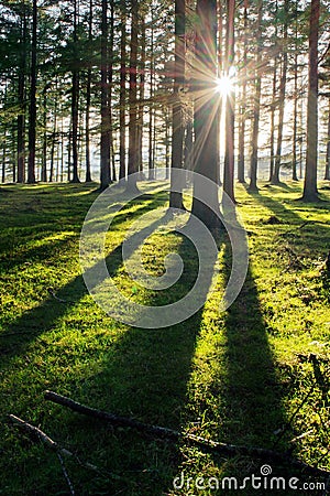 Larch forest with sunlight and shadows Stock Photo