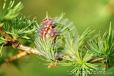 Larch strobilus Stock Photo