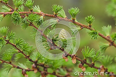 Larch tree detail Stock Photo