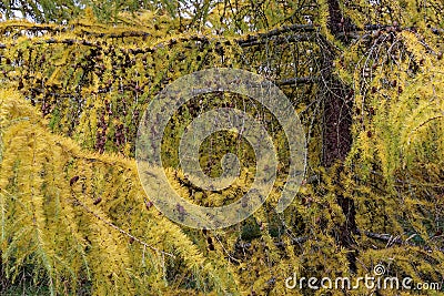 Larch trees Stock Photo