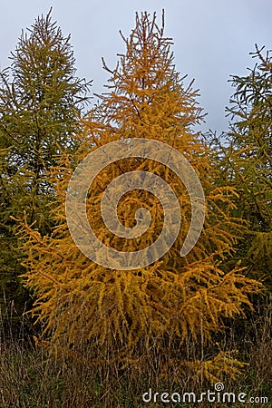 Larch trees Stock Photo