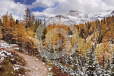 Larch trees in fall after first snow, Banff NP, Canada Stock Photo