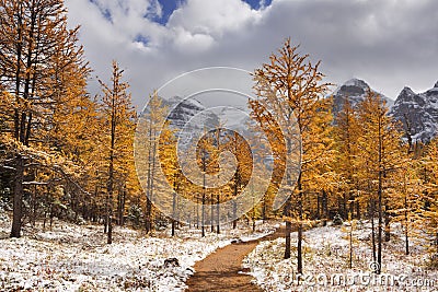 Larch trees in fall after first snow, Banff NP, Canada Stock Photo