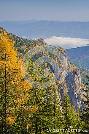 Larch trees in green forest Stock Photo