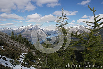 Larch trees in the rocky mountains with lake background Stock Photo