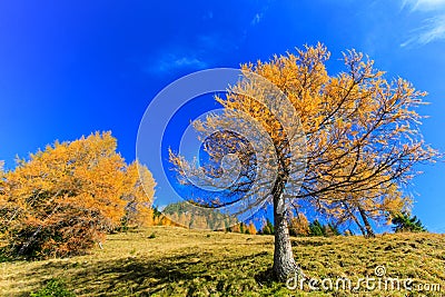 Larch trees turning orange during Autumn Season Stock Photo