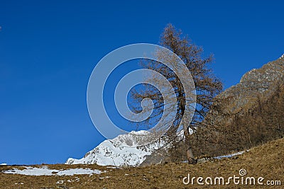 Larch in Winter in front of snowy mountains Stock Photo