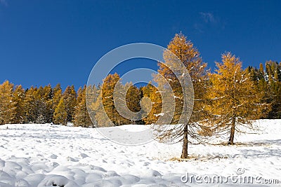 Larches in autumn dress on snow covered ground Stock Photo