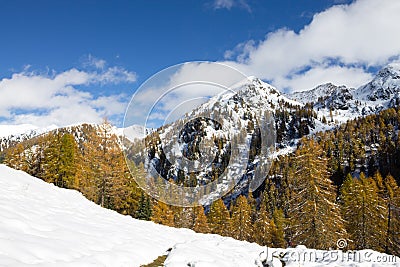 Larches in autumn dress on snow covered ground Stock Photo