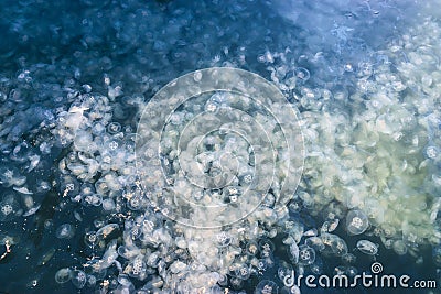 Large accumulation of jellyfish. Stock Photo