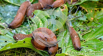 A large accumulation of Portuguese slugs on gnawed hosta leaves. Stock Photo