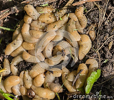 Large accumulation of slugs on the ground. Agricultural pests Stock Photo