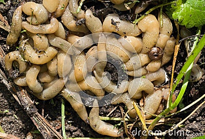 A large accumulation of slugs on the ground. Stock Photo