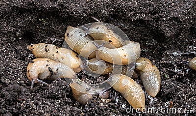 A large accumulation of slugs on the ground. Stock Photo