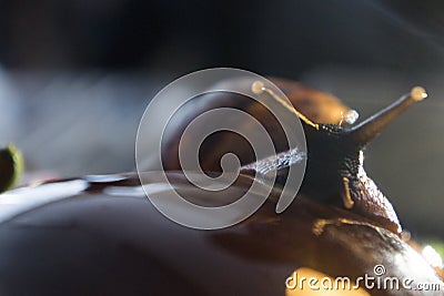 The large snail looks in the frame, close up Stock Photo