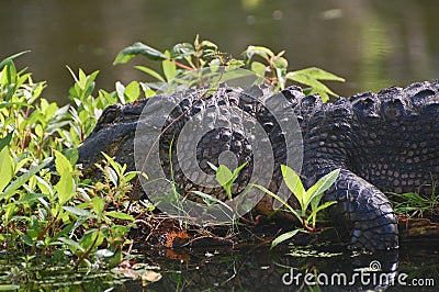 Large adult alligator Stock Photo