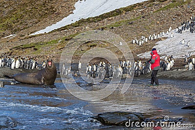 Large adult elephant seal screams to frighten photographer Stock Photo