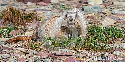 Large Adult Hoary Marmot Stock Photo