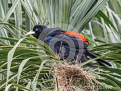 Large Adult Red Rumped Cacique Stock Photo