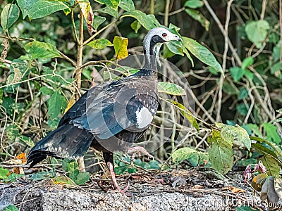 Large Adult White Throated Piping Guan Stock Photo