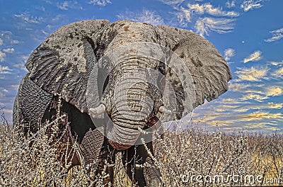 Large African bull elephant close up Stock Photo