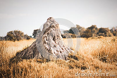 A large African Termite ant Mound in the wilds of the Okavango Delta In Botswana. Stock Photo