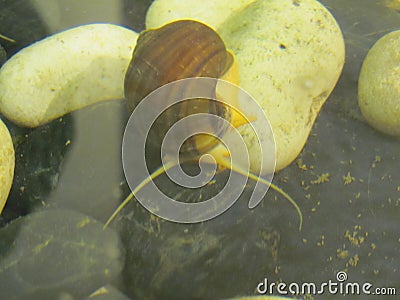 The large snail in water, close up Stock Photo